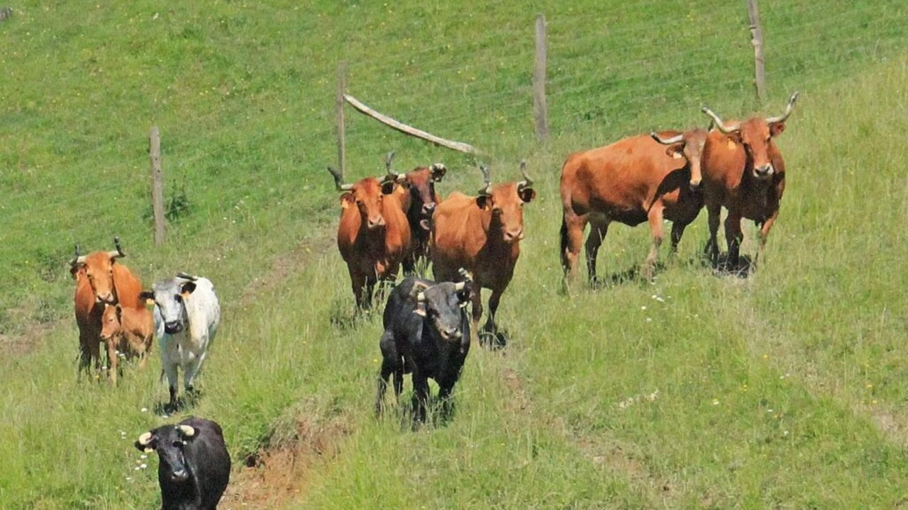 Una ganadería entera al matadero por un único toro enfermo de tuberculosis
