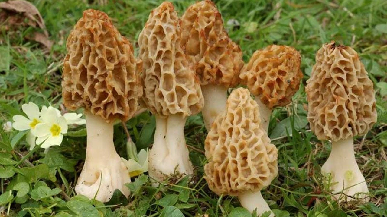 ¿Vas a recoger setas? Pagan una fortuna por estos hongos y los tenemos en nuestros bosques