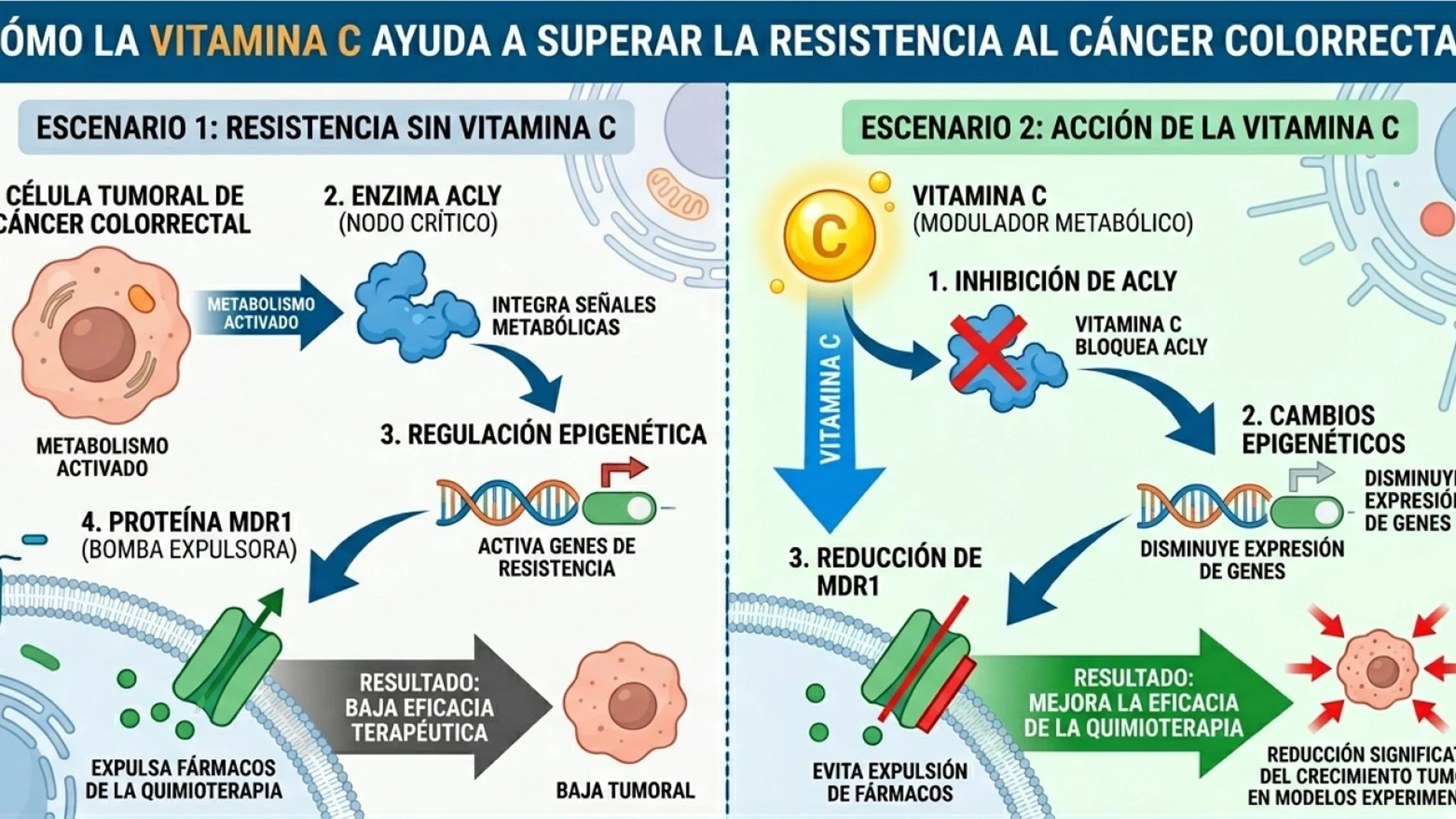 La vitamina C podría reducir la resistencia del cáncer colorrectal a la quimioterapia