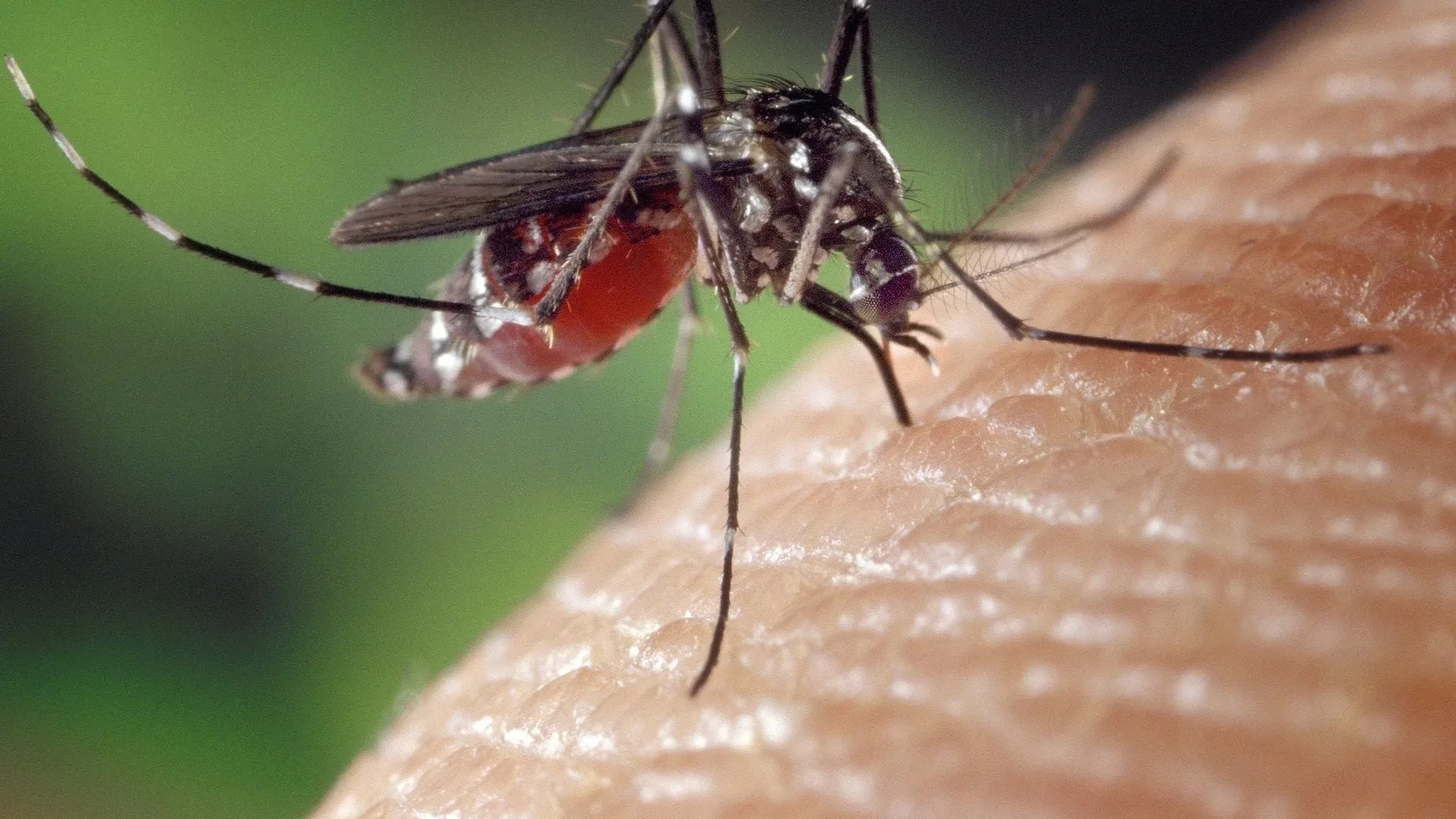 Este virus sudamericano preocupa más a la OMS que el hantavirus