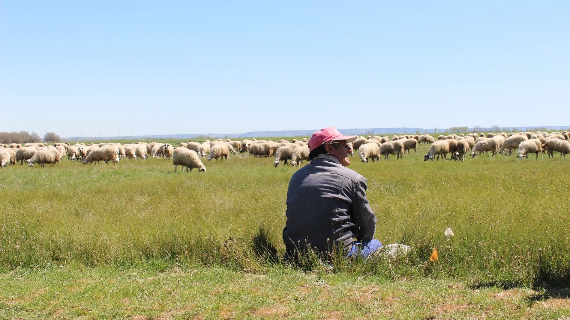 El insólito delito que vuelve a preocupar a Reino Unido: el robo de ovejas se dispara y golpea a los granjeros