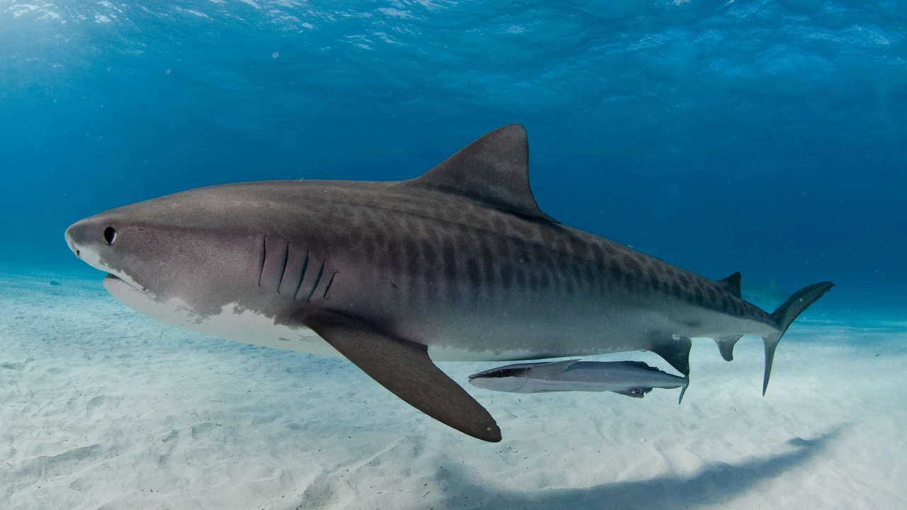 El estremecedor relato de una niña que sobrevivió al ataque de dos tiburones: 