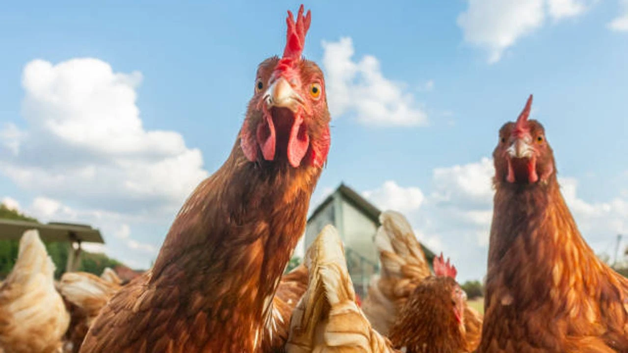 Detectado un nuevo foco de gripe en España, y ya suman once