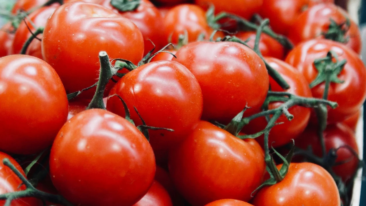 Europa en alerta por un brote de 'Salmonella Strathcona' en tomates: España, entre los países afectados