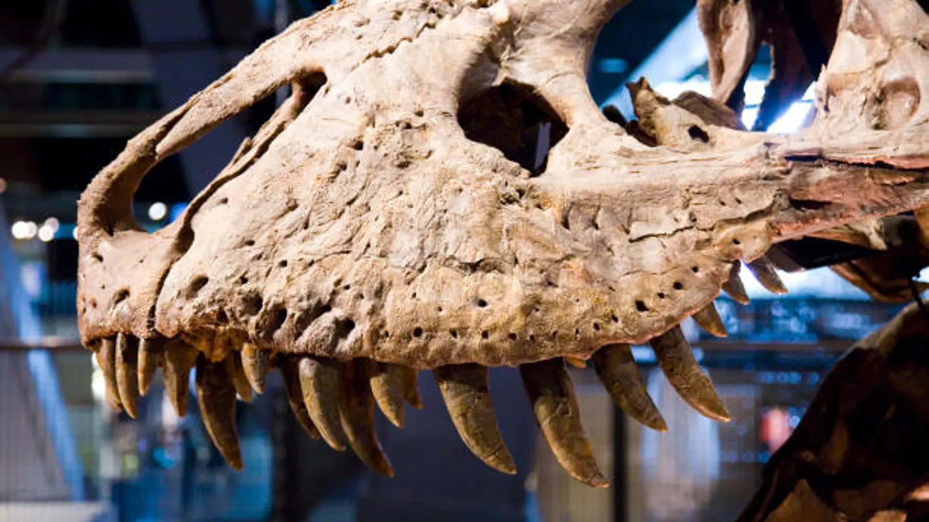 Descubren una nueva especie de dinosaurio gigante que pesaba hasta 28 toneladas