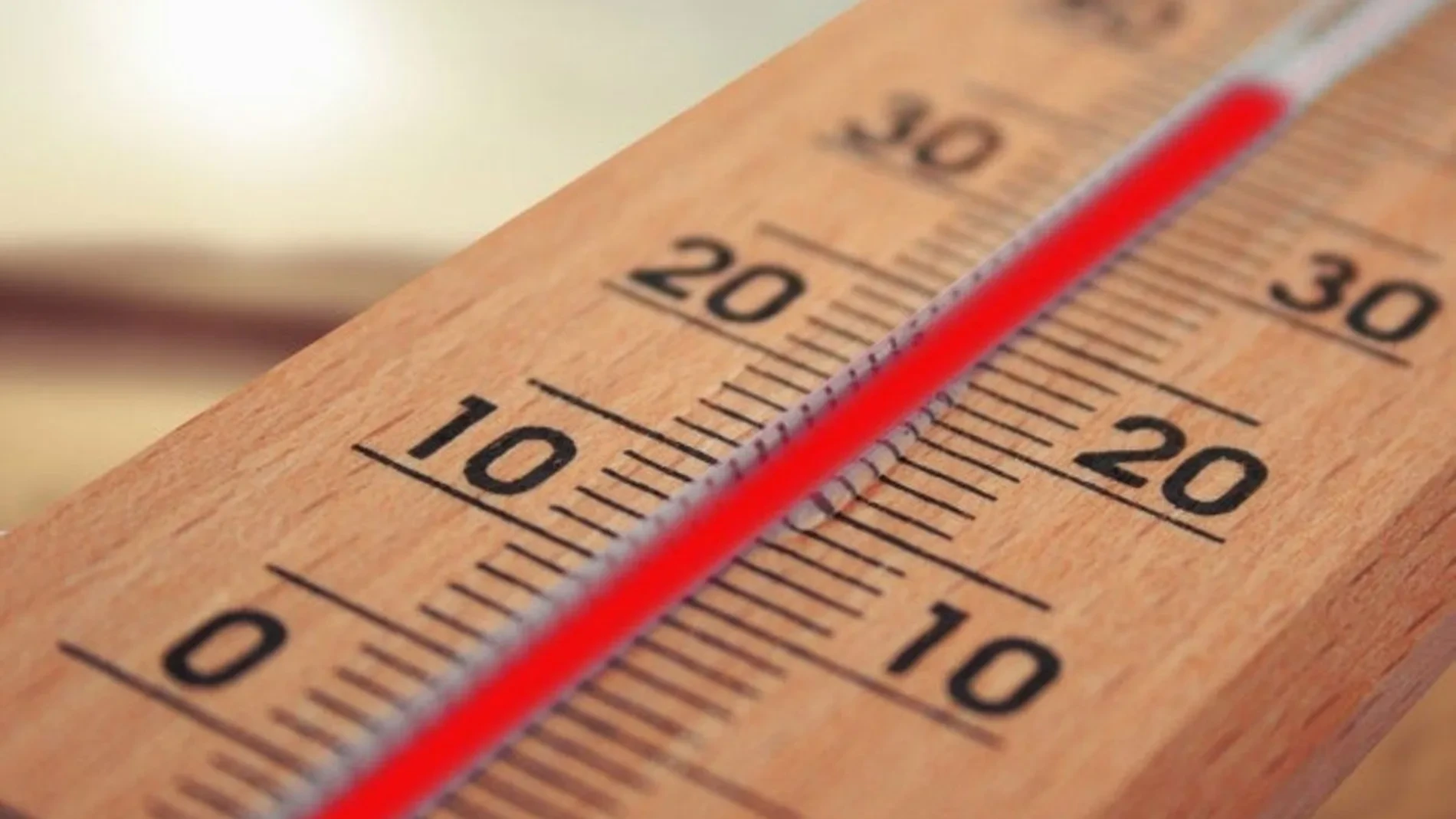 La ola de calor de mayo amenaza a las aves en pleno proceso de nidificación: 