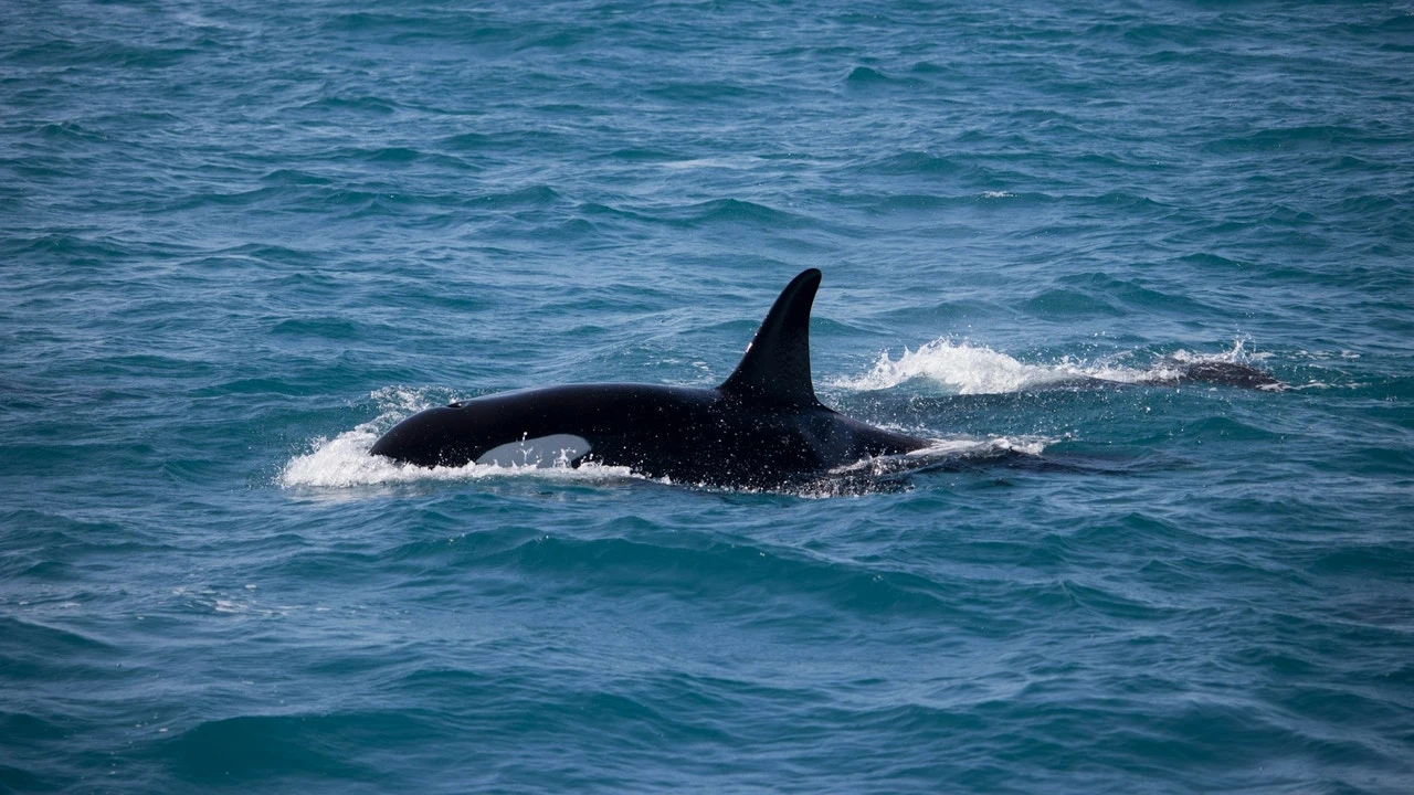 Así vivió un grupo de jóvenes en la costa de Lisboa el ataque de orcas a su velero: 