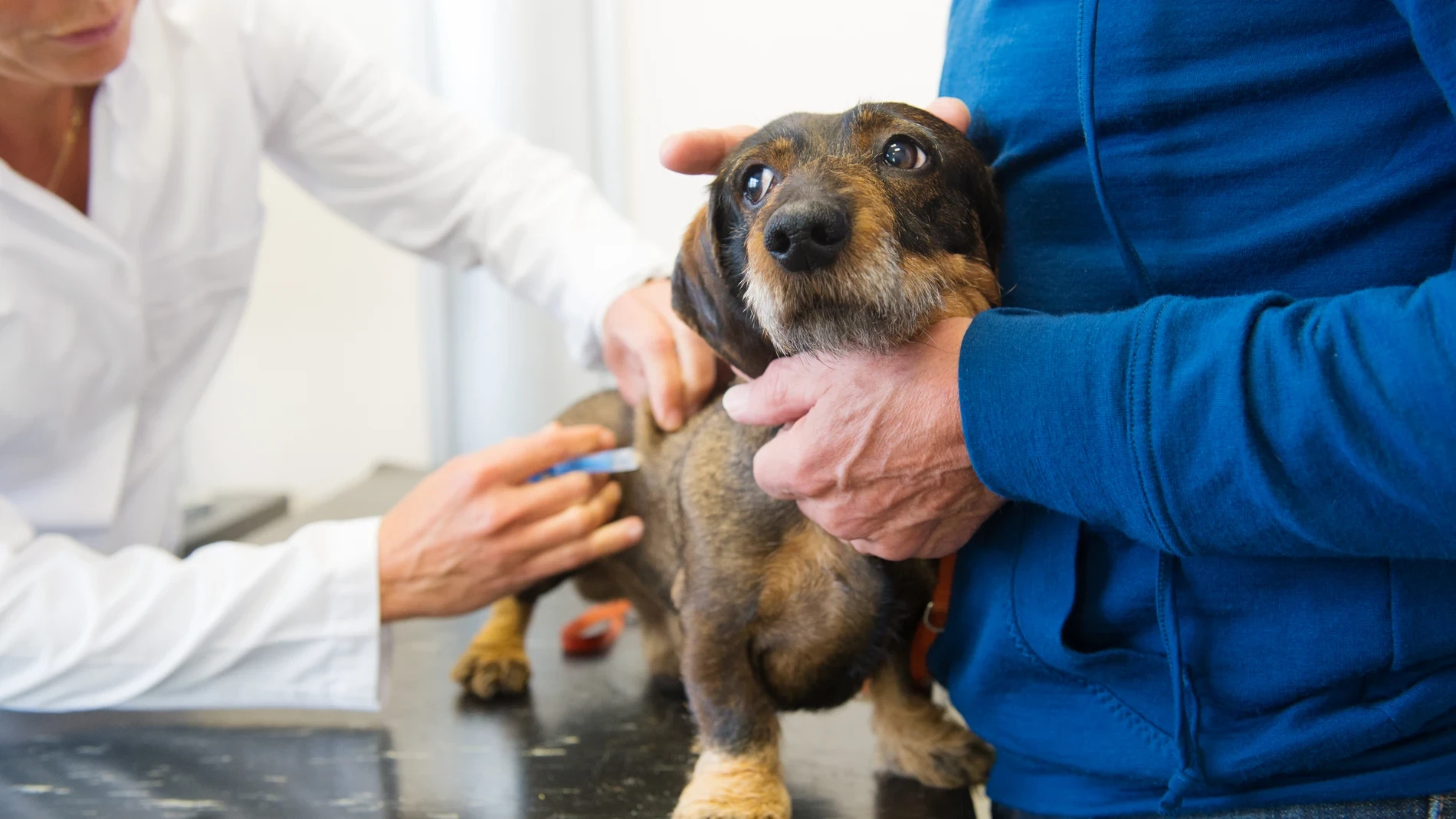 Los veterinarios reclaman unificar la vacunación de la rabia en España