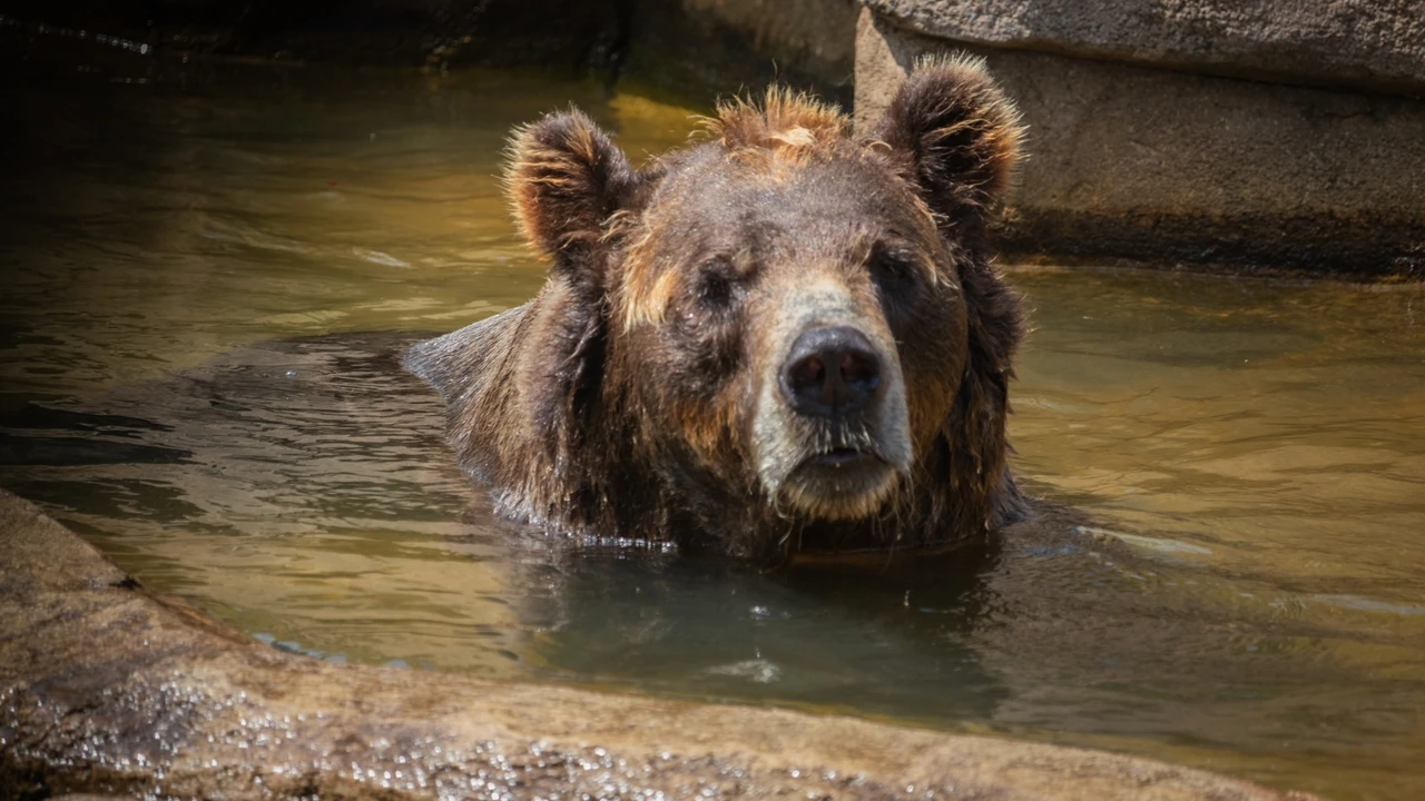 Japón contratará cazadores para contener el aumento récord de ataques de osos en el país