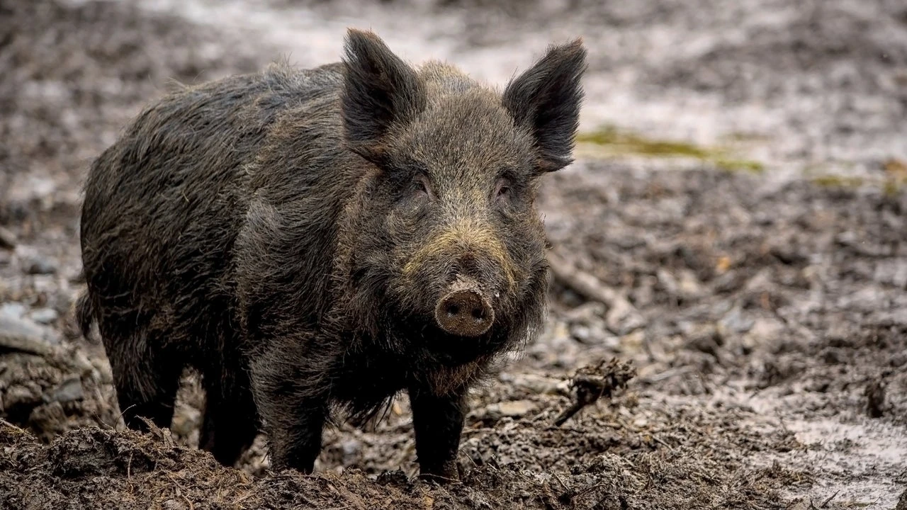 Los científicos alertan: los jabalíes ibéricos portan un parásito que puede infectar humanos, según un estudio