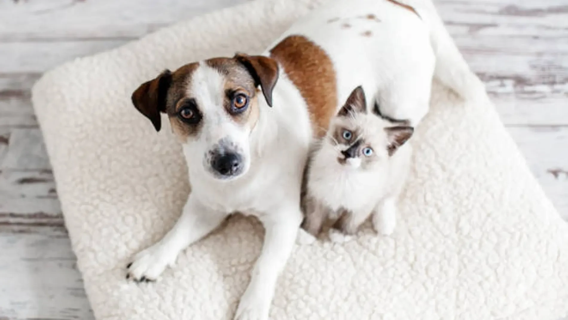 España supera los 15 millones de mascotas, un 14% más: ¿en qué comunidades hay más animales registrados?