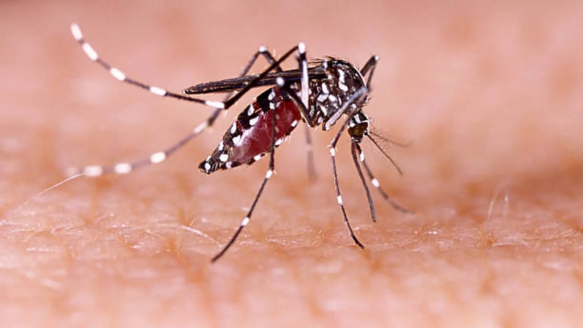 Ni la sangre ni el color de la ropa: la ciencia explica por qué los mosquitos pican más a algunas personas