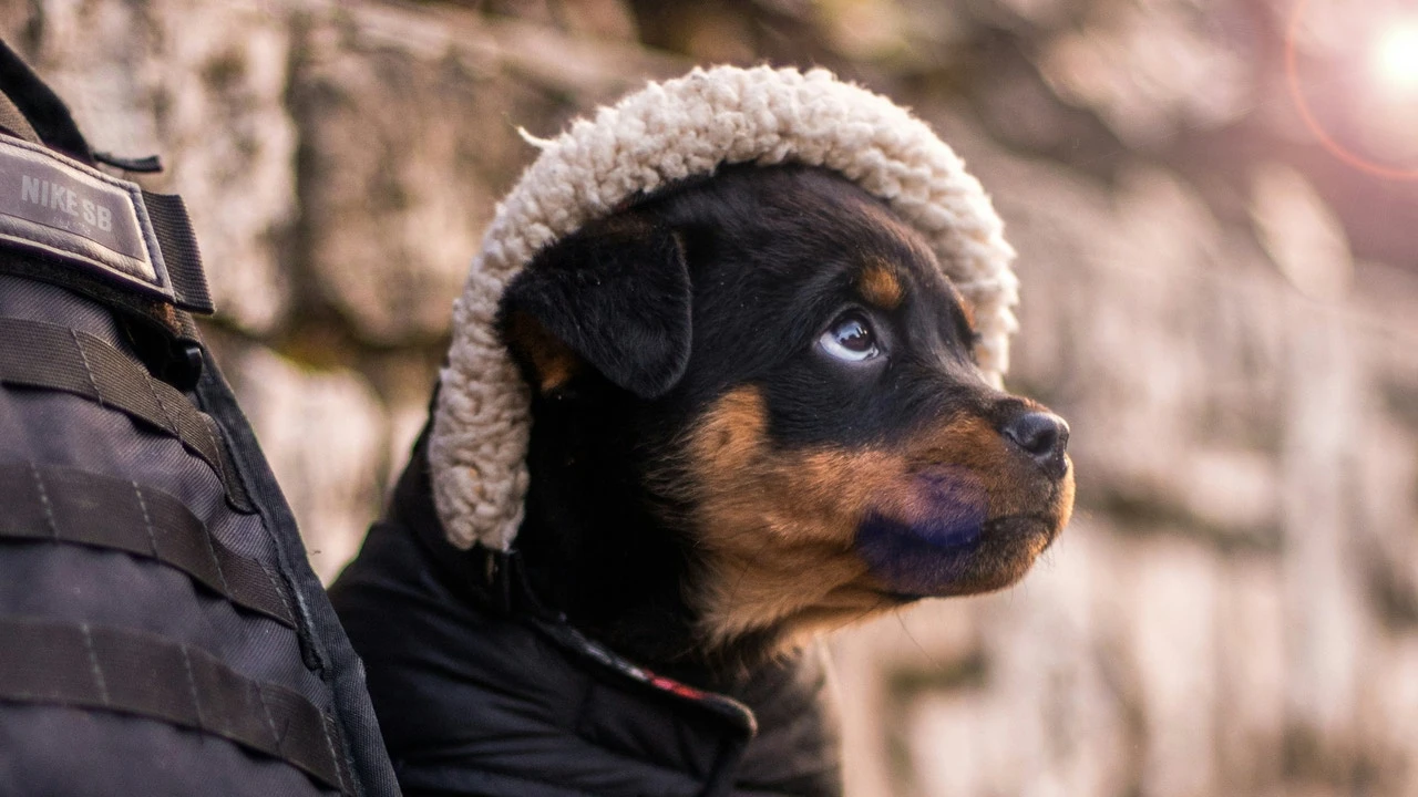 ¿Debes ponerle abrigo a tu perro en invierno? Esta veterinaria lo aclara