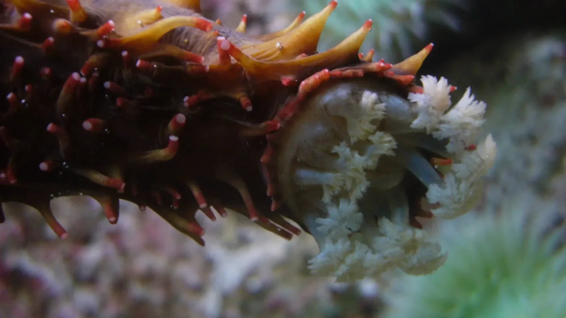 Ni medusa ni estrella de mar, este animal marino tendría la clave para la inmortalidad