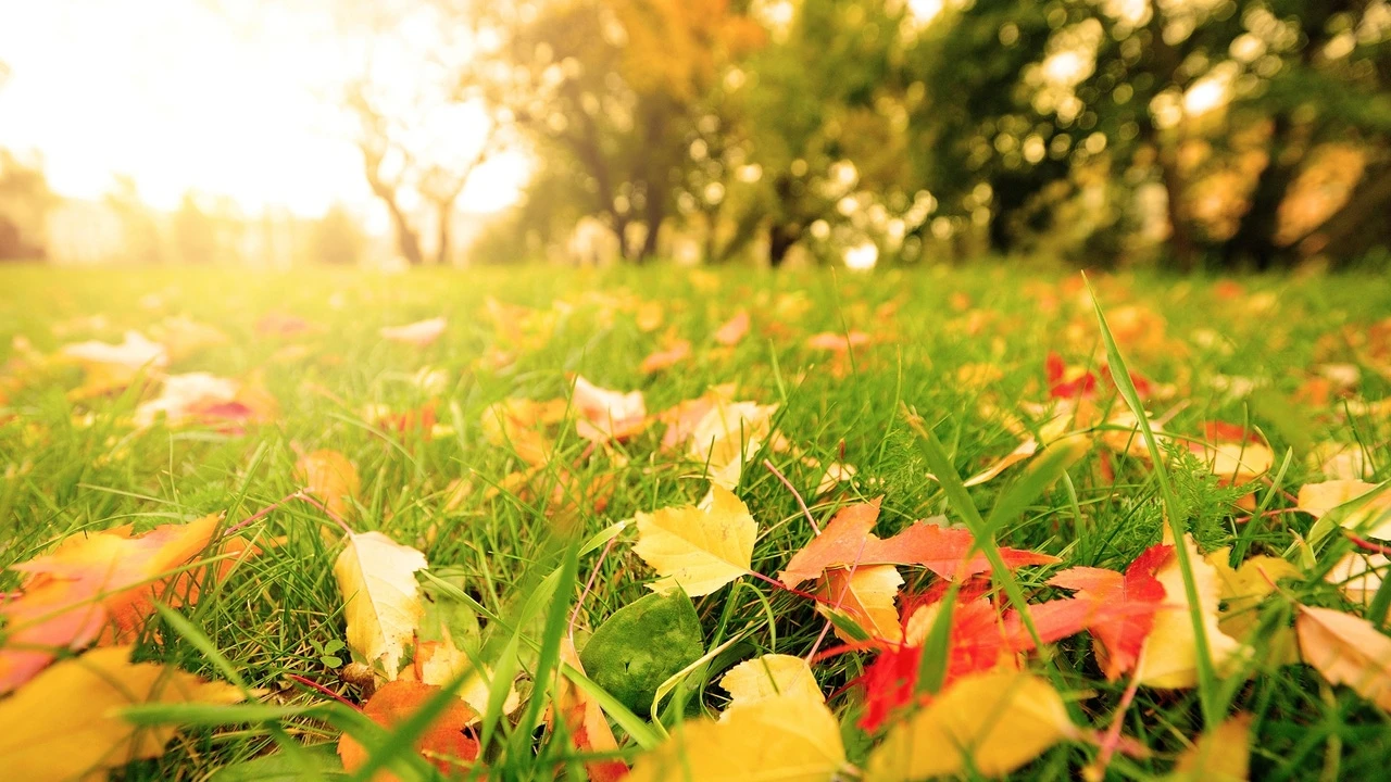Se insta a los jardineros a rociar patios y caminos con vinagre hasta noviembre, y no es tan extraño como parece