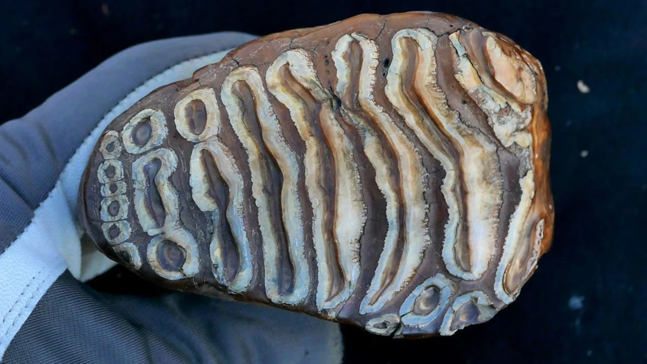 Recuperan bacterias que habitaron hace 1 millón de años sobre un mamut batiendo así un récord