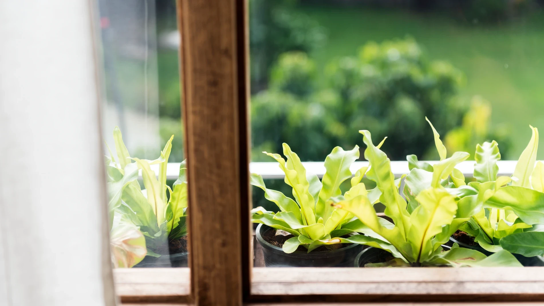 Esta planta se coloca en el alféizar de la ventana de la cocina y mantiene alejadas a las moscas durante todo el verano
