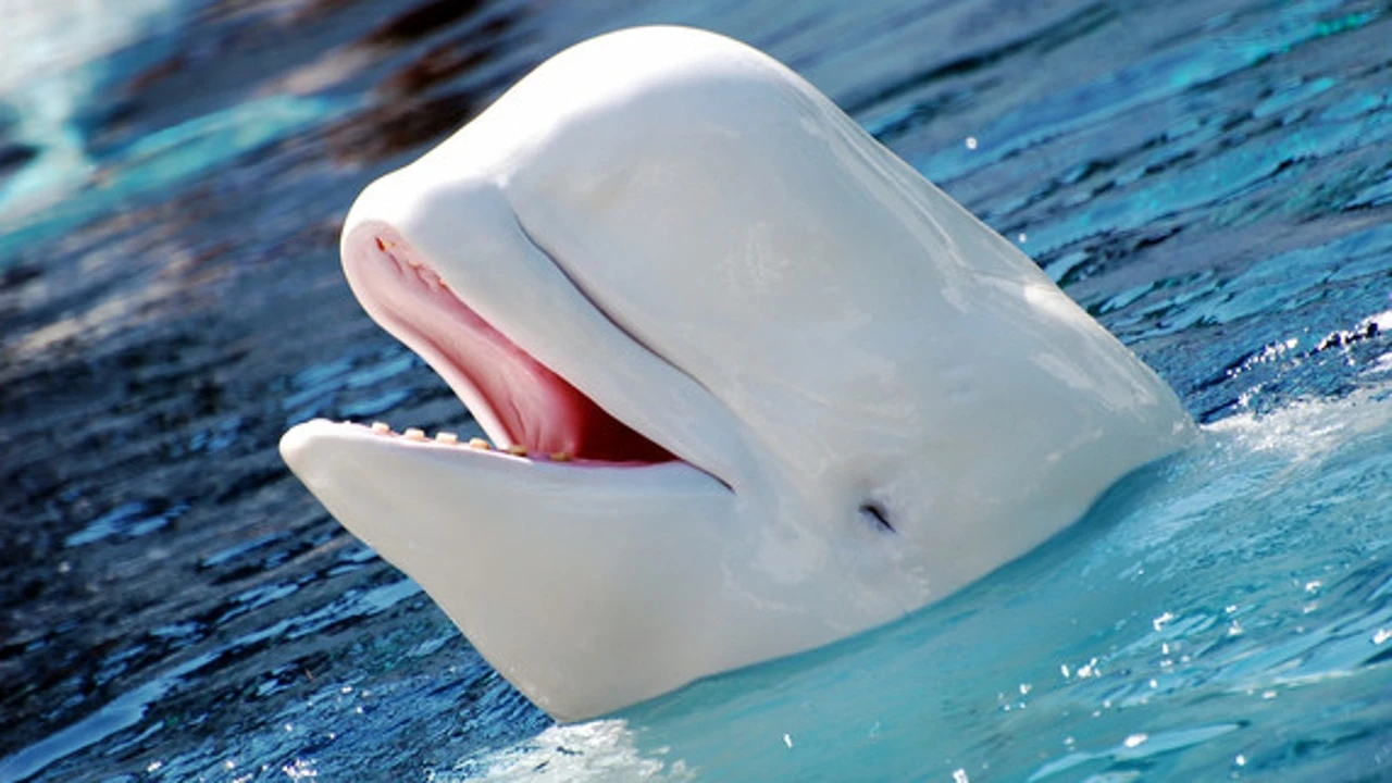 El motivo por el que 30 belugas podrían ser sacrificadas próximamente en Canadá: 