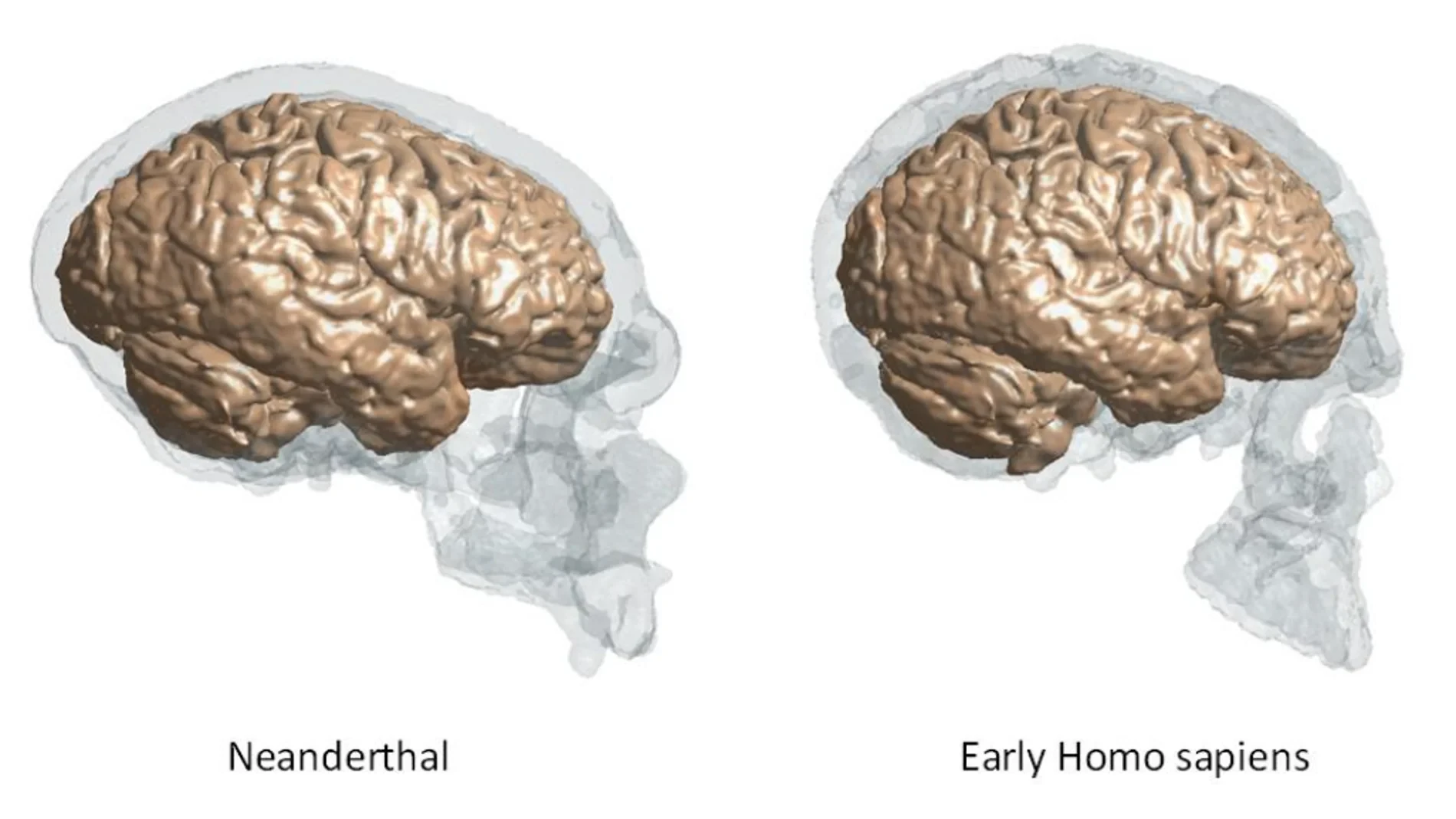 Comparan el cerebro de Neandertales y humanos y hay sorpresas