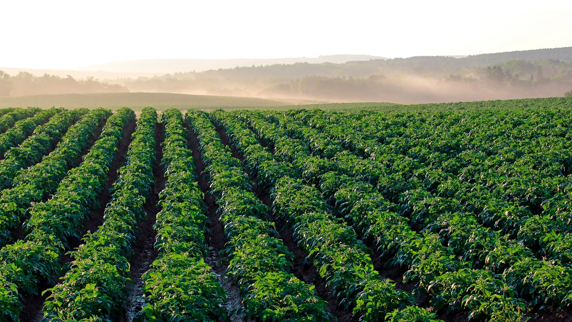 La agricultura pudo haber acelerado nuestra evolución: sugiere el mayor estudio paleogenético de la historia