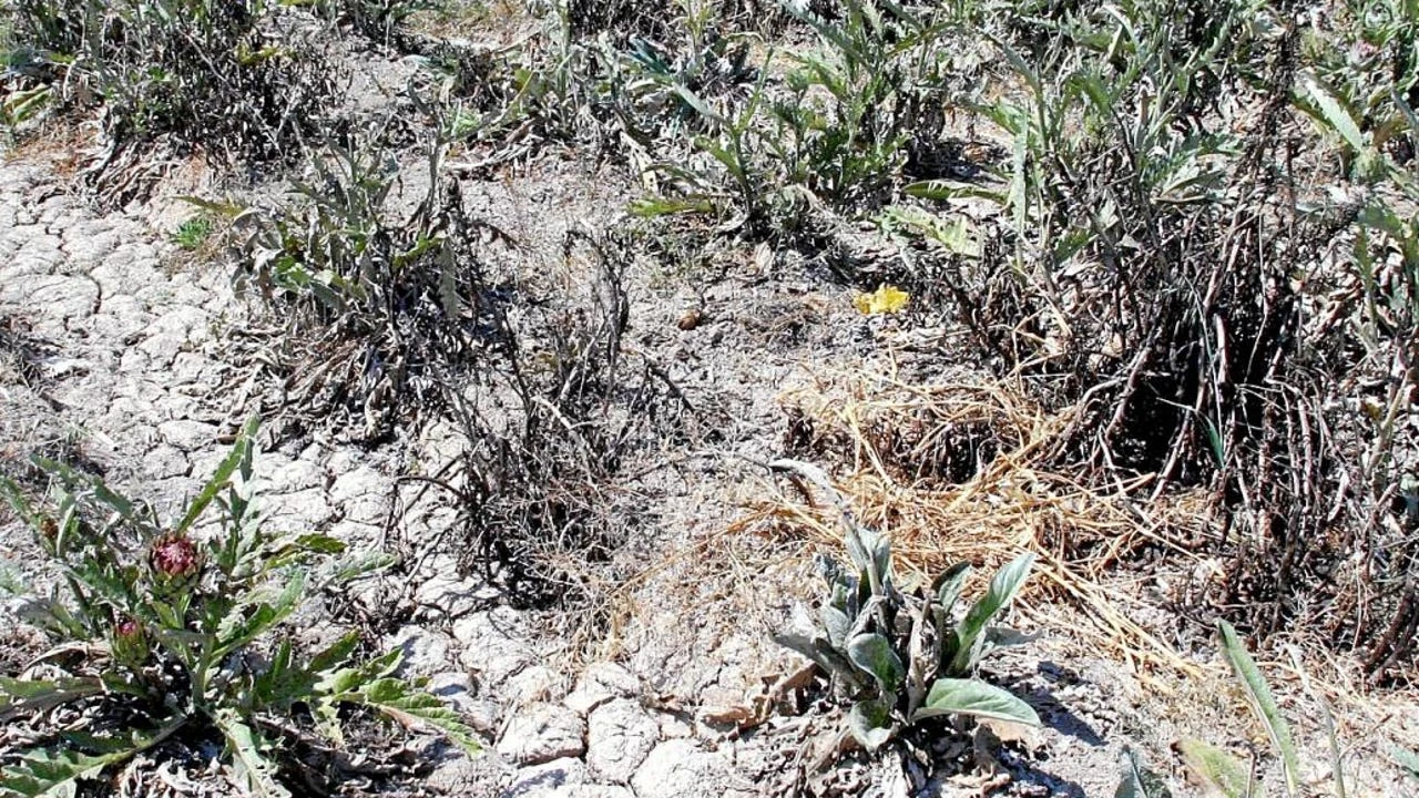 Los agricultores navarros podrán certificar la eliminación de CO2 mediante créditos de carbono