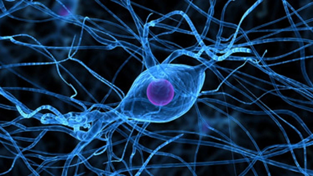 Hormonas sexuales y tensión arterial