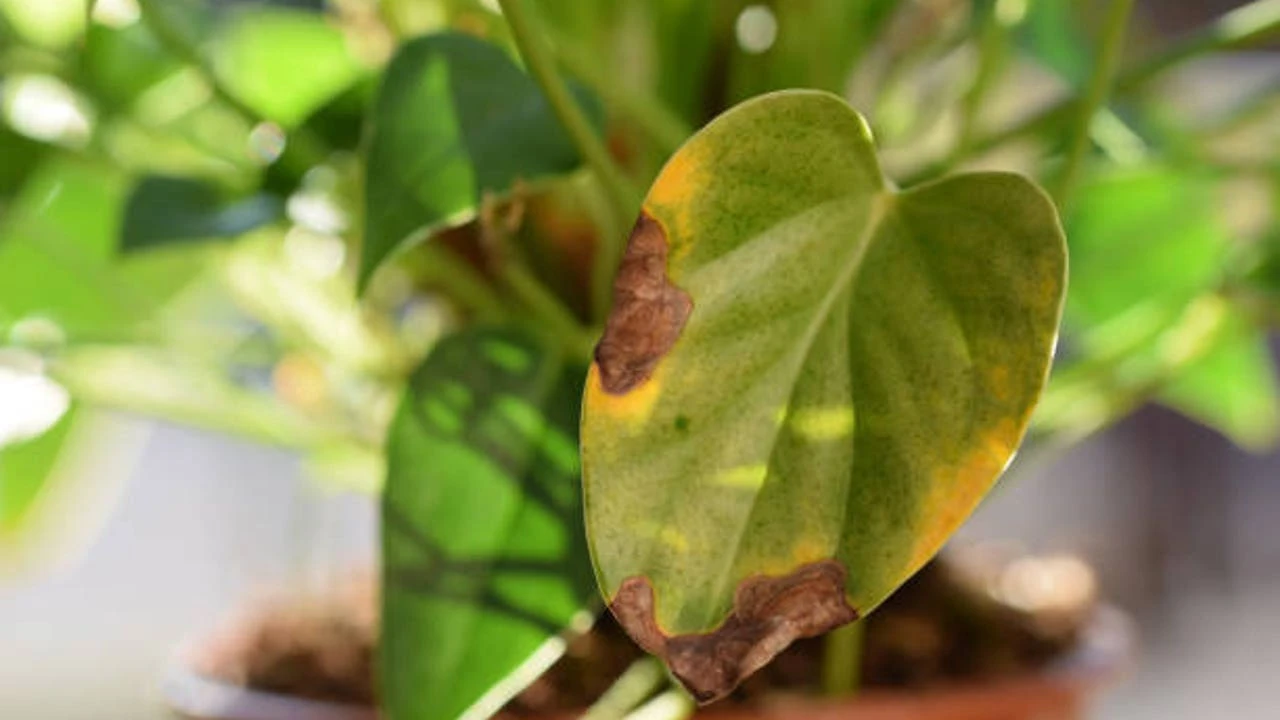 ¿Por qué se ponen amarillas o marrones las hojas de las plantas? Este experto explica el motivo