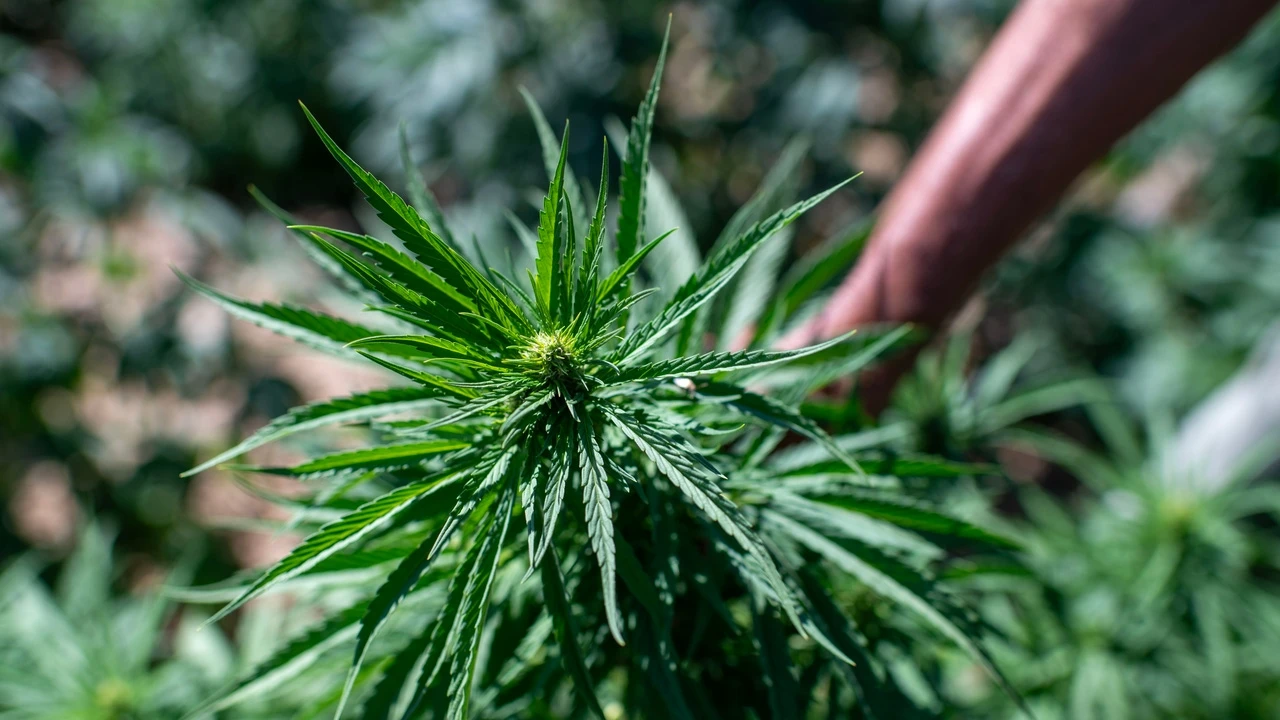 ¿El cannabis previene la diabetes o la causa? Un nuevo 'megaestudio' quiere poner punto final al debate