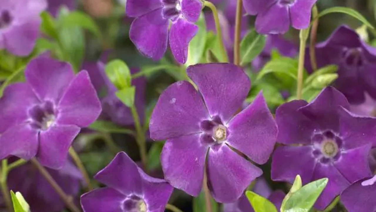 La planta ideal para este invierno: soporta las bajas temperaturas y no requiere cuidados constantes
