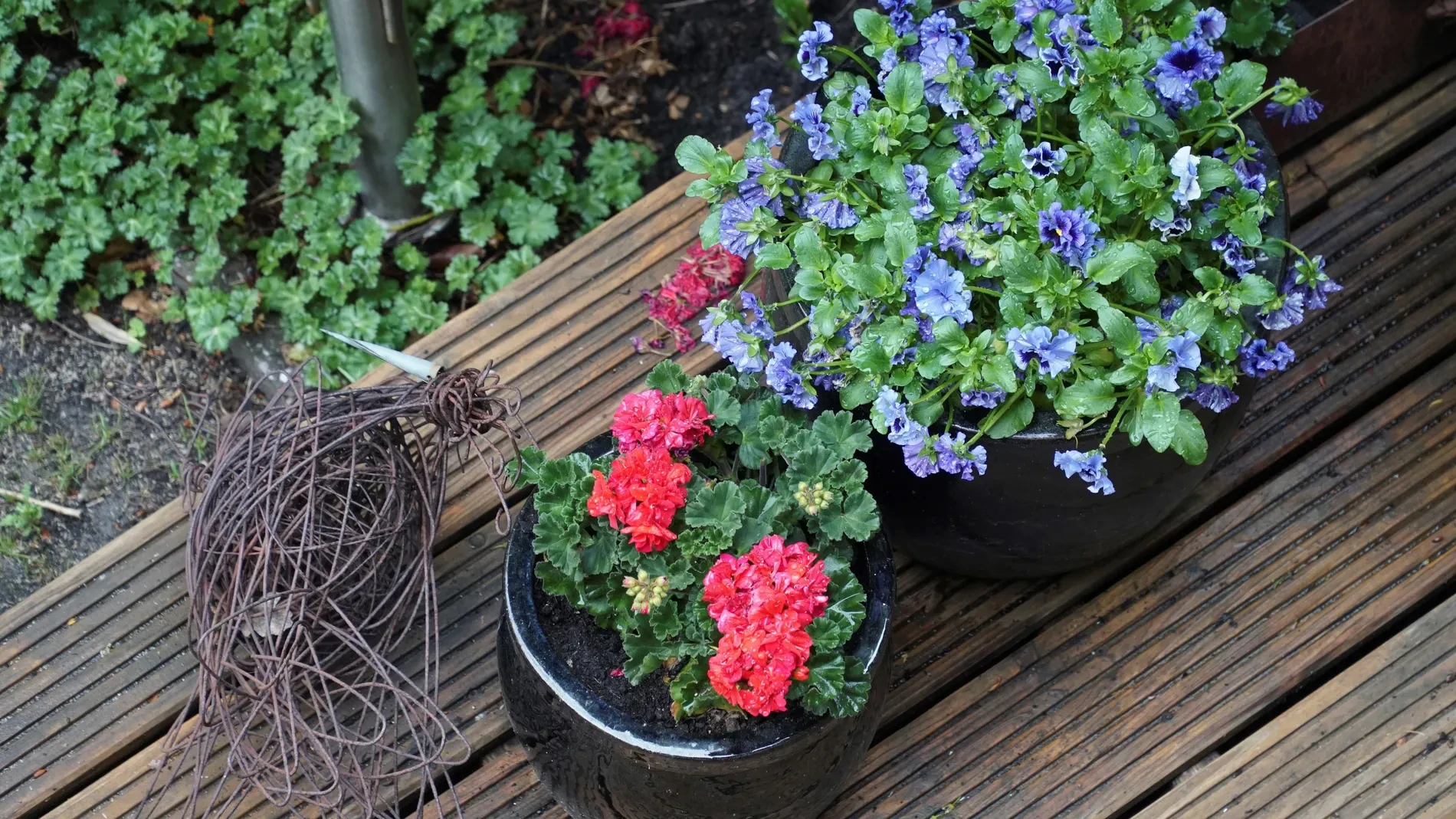 Nunca plantes en macetas sin hacer esto: el truco que usan los jardineros expertos
