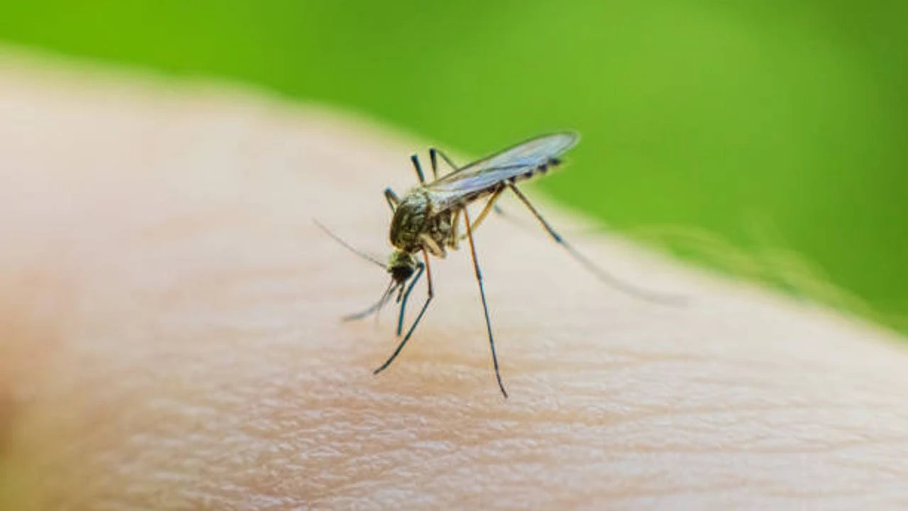 Detectan por primera vez mosquitos en Islandia tras un inusual aumento de temperatura
