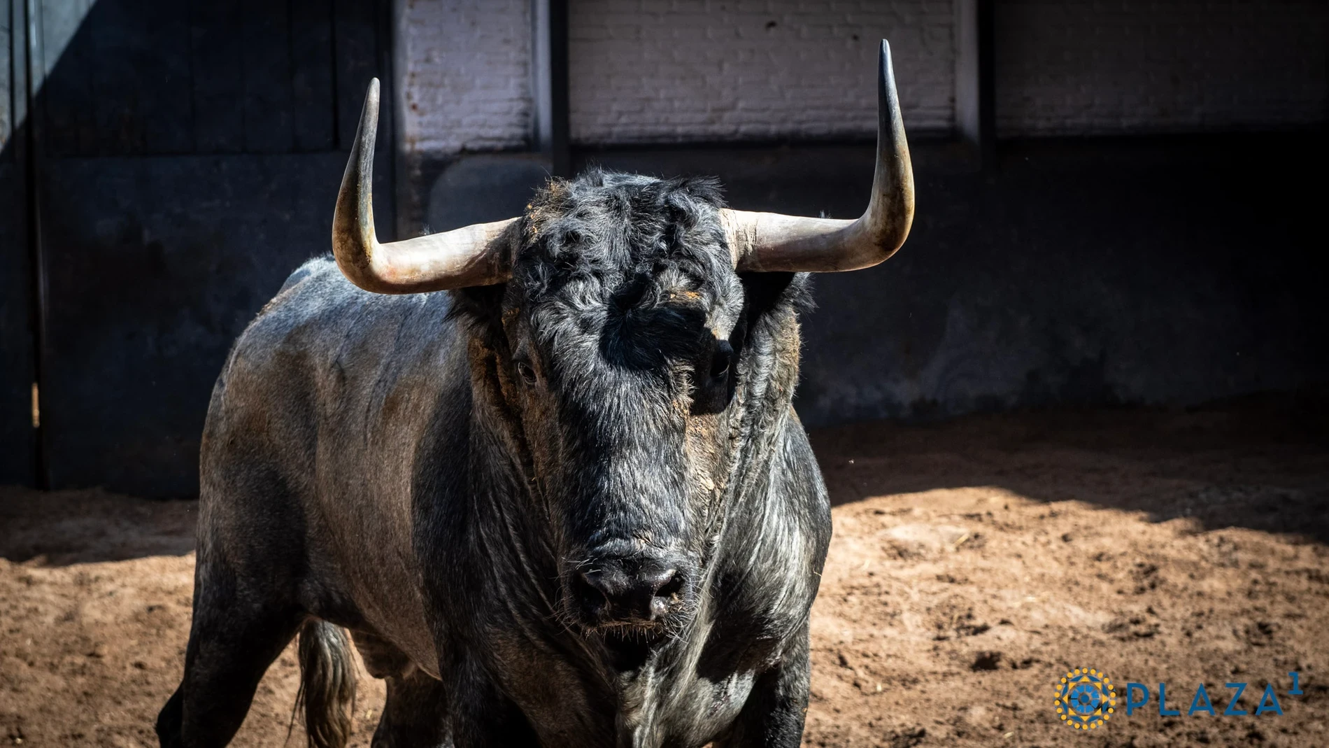 Estos son los temidos toros de Adolfo Martín para una terna de experiencia hoy en Madrid: Horarios y dónde ver por TV