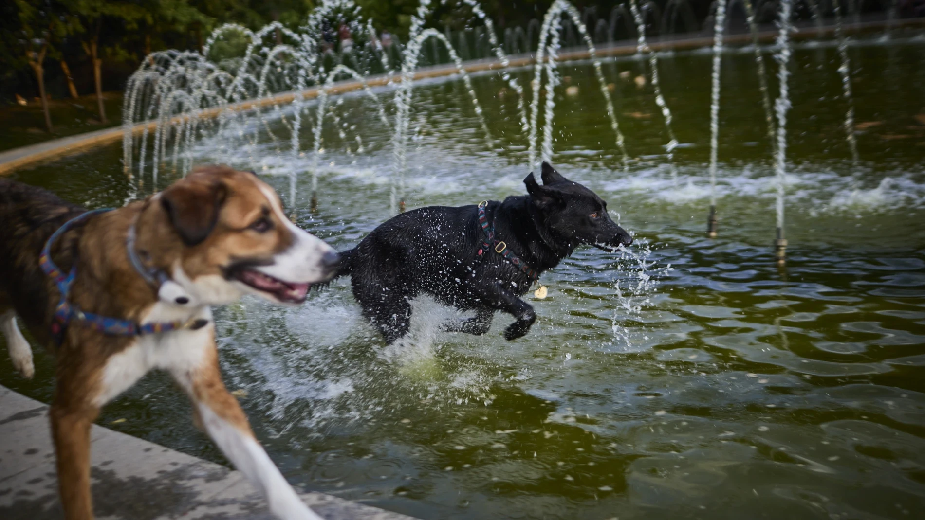 El calor extremo golpea a nuestras perros