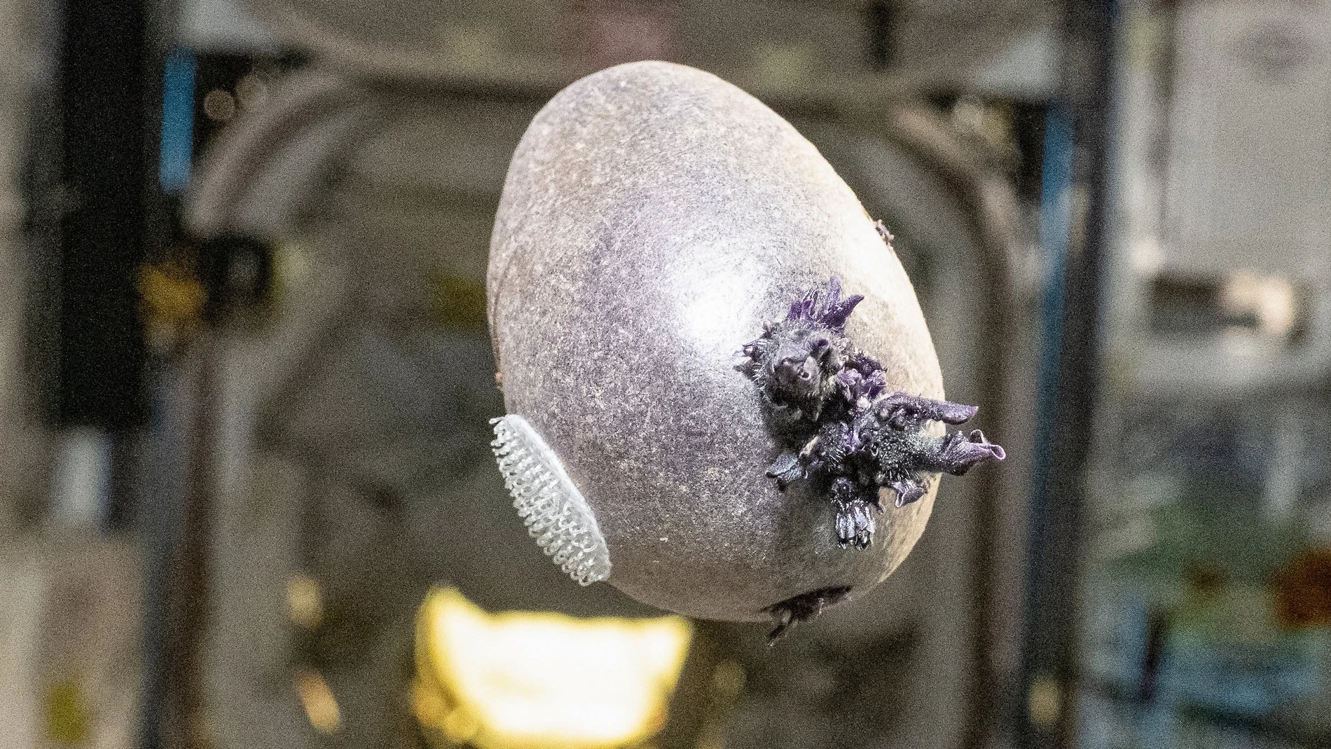 ‘El marciano’, hecho realidad: un astronauta de 70 años cultivó una patata espacial en la EEI