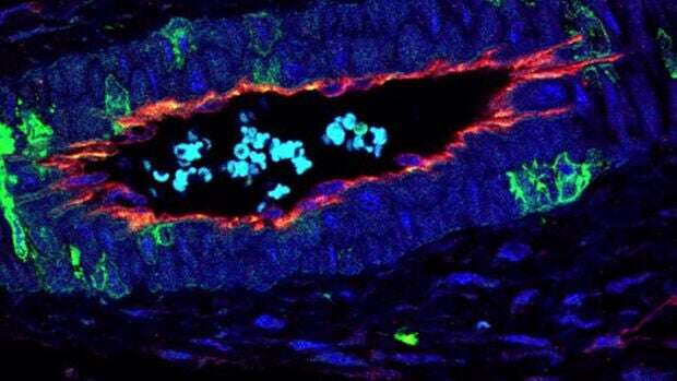 Crean un vaso sanguíneo artificial en la Universidad Internacional de Cataluña que podría reemplazar a las arterias en un futuro