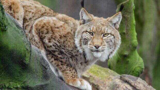 Un lince ibérico se 'pasea' por Madrid, por primera vez en décadas