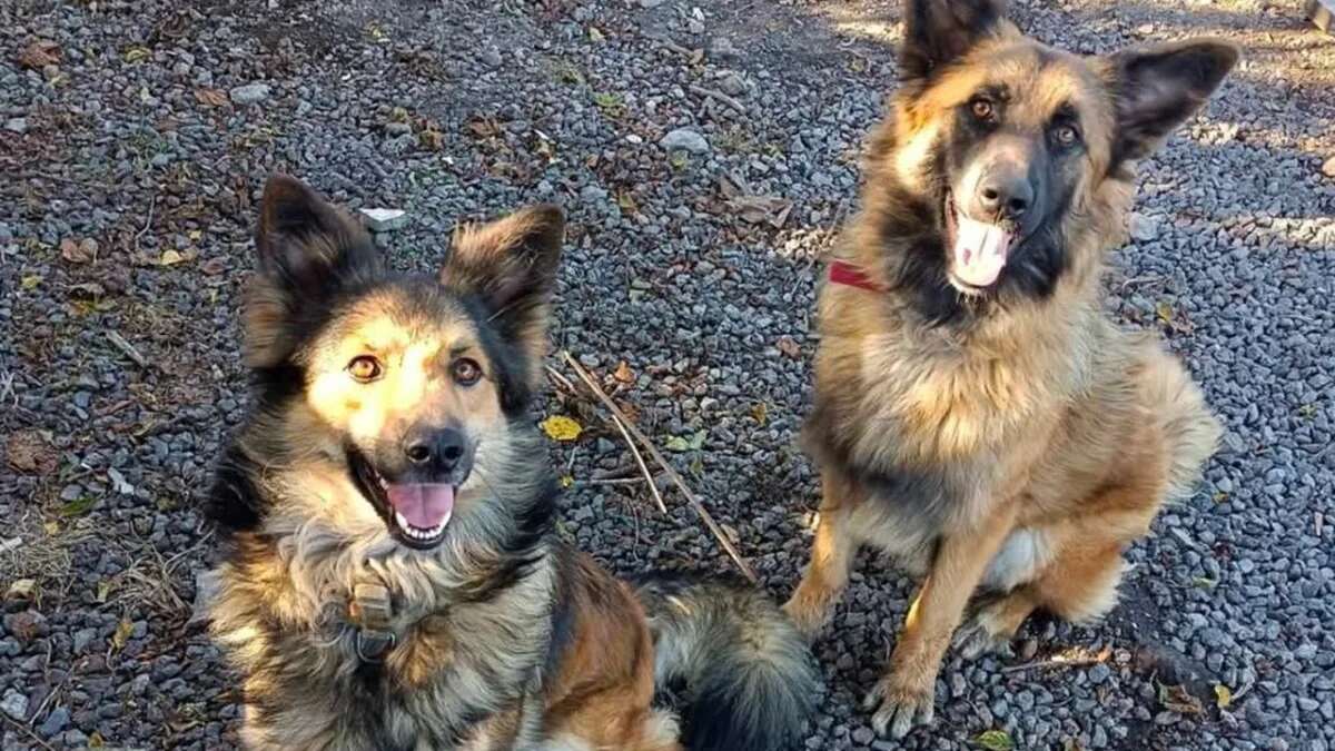 Piden colaboración para localizar a dos perritas desaparecidas en La Palma, una fue un regalo tras el volcán