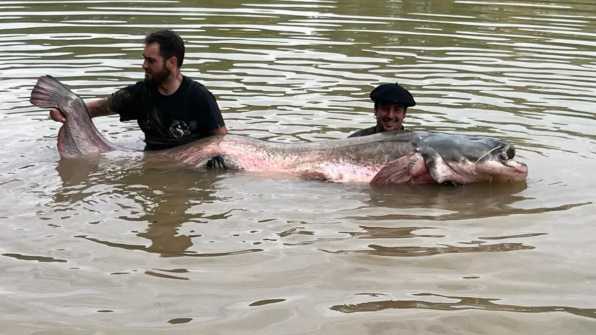 Pescan un siluro de 2,81 metros en el Río Ebro, el más grande capturado nunca en España