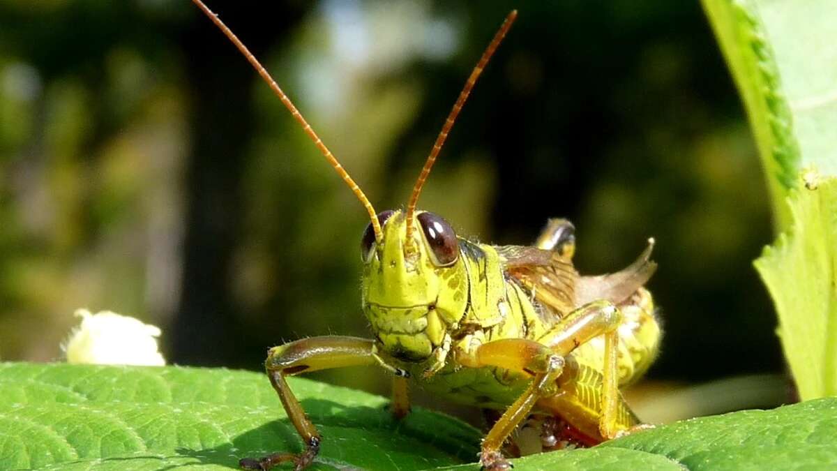 Singapur aprueba el uso de insectos como alimento