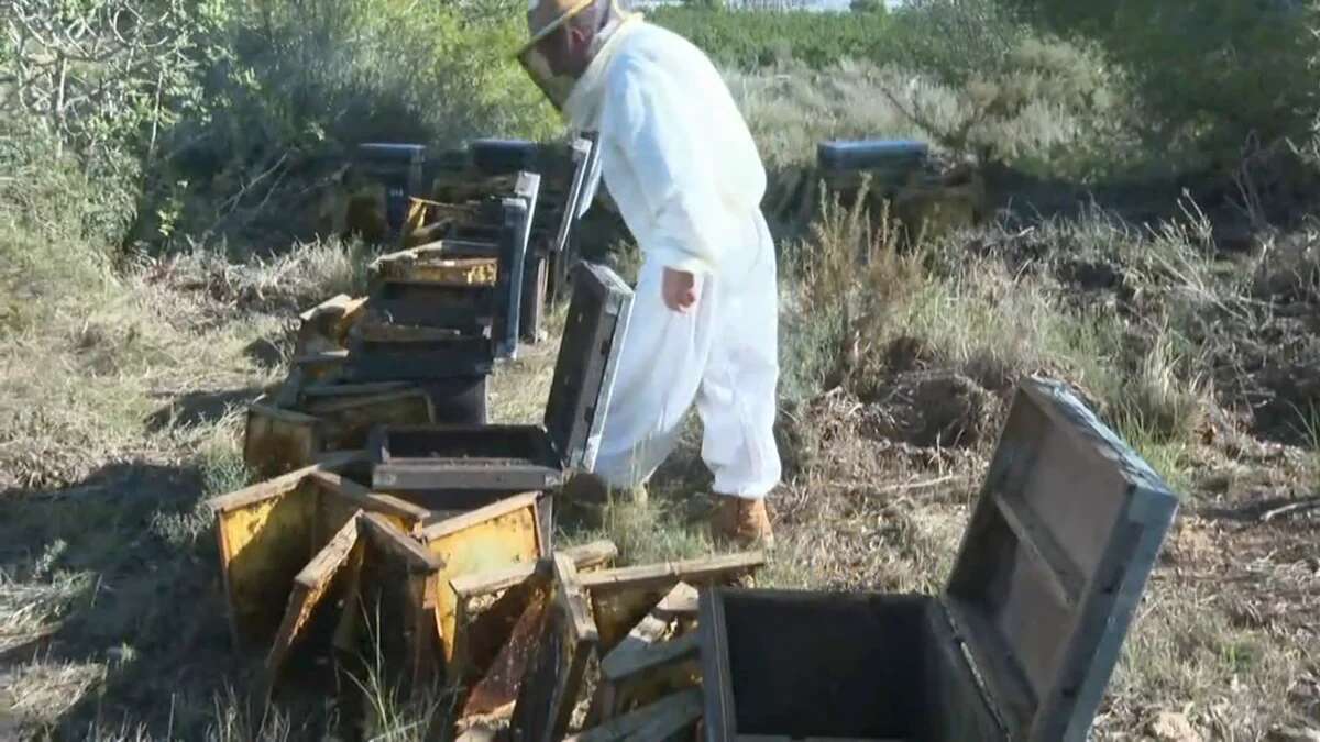 La DANA destruye 25.000 hectáreas de cultivos y mata a un total de 4.000 animales entre ganado y mascotas