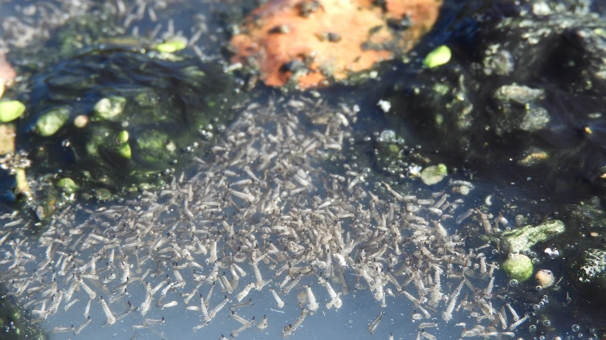 Denuncian la contaminación fecal del Guadalhorce y alertan del riesgo del virus del Nilo en Málaga