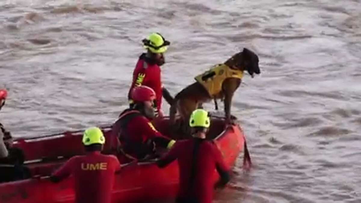 La UME homenajea a sus perros: unos efectivos esenciales en las labores de rescate tras la DANA