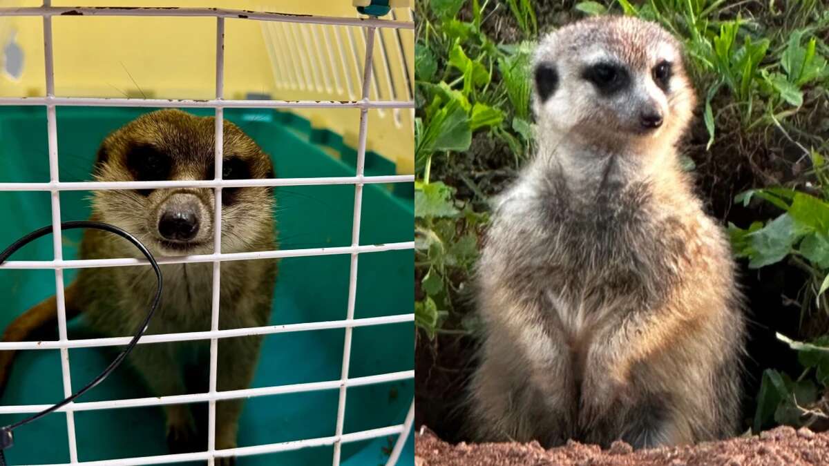 Una familia roba un suricata de una granja escuela de Reus porque se encaprichó del animal durante la visita