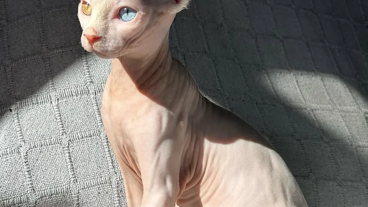 Ofrece 1500 euros de recompensa por su gata desaparecida: “Son todos mis ahorros pero me da igual, es parte de mi familia”