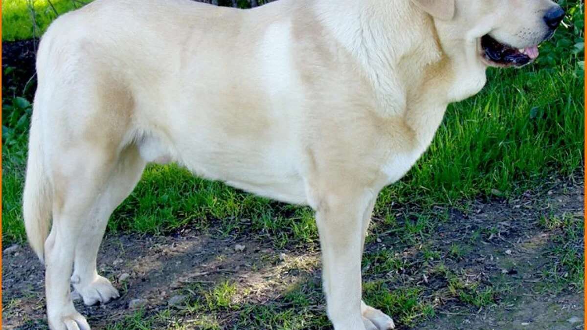 Un padre de Vigo deberá hacerse cargo de los gastos relacionados con los dos perros de la familia antes del divorcio