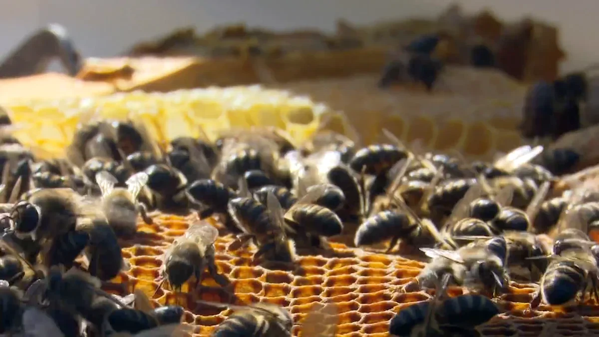 Una abeja por cada español: proyecto Smart Green Bee