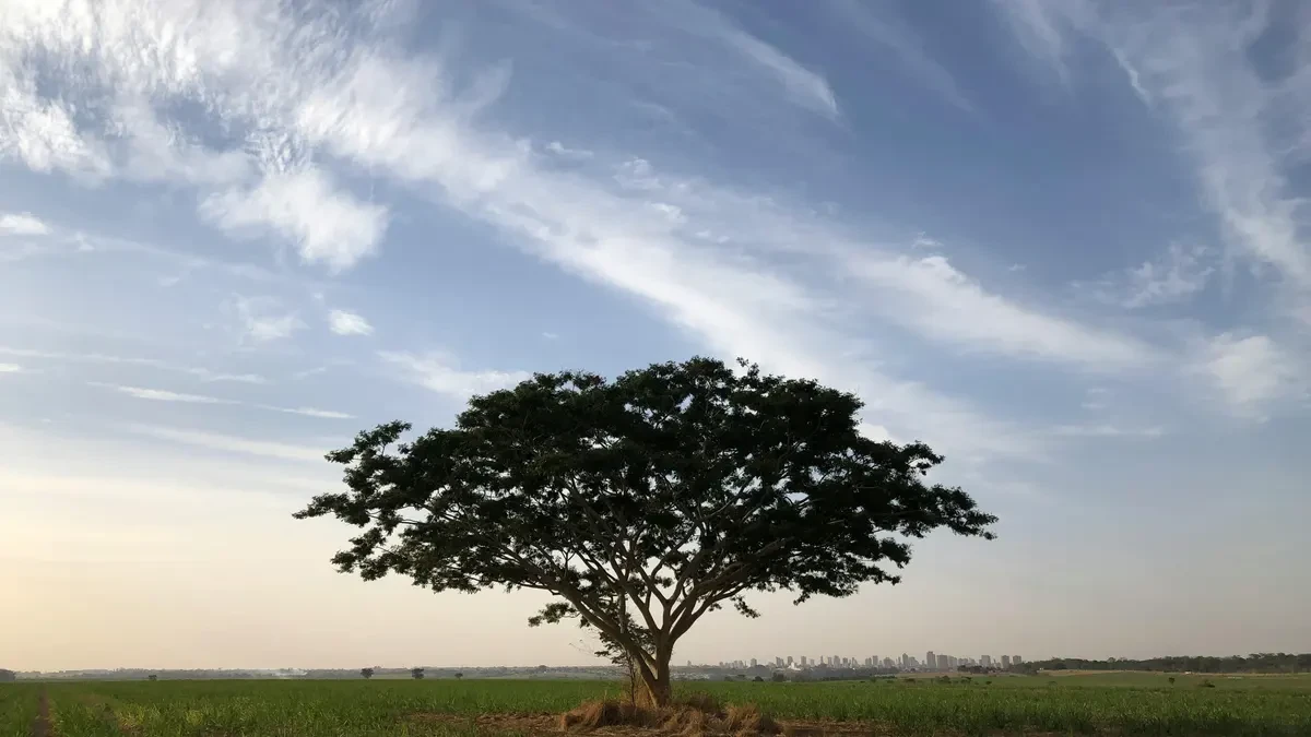 Una mujer tala un árbol de su jardín y años después se enfrenta a una multa de 133.829 euros