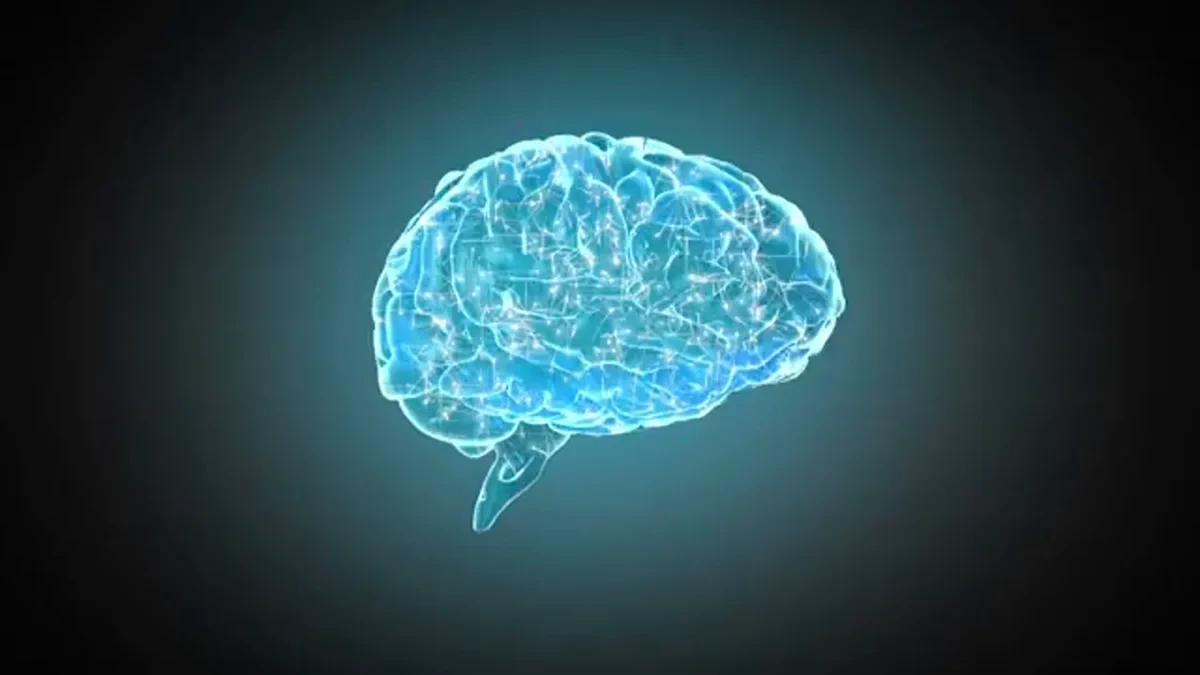 Congelan el cerebro de un cerdo sin dañar sus células: un primer paso para hacerlo en humanos