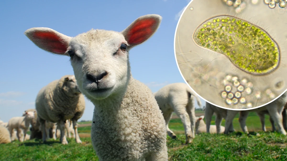 Casi 30 personas se contagian del parásito cryptosporidium tras visitar una granja turística para acariciar corderos y terneros