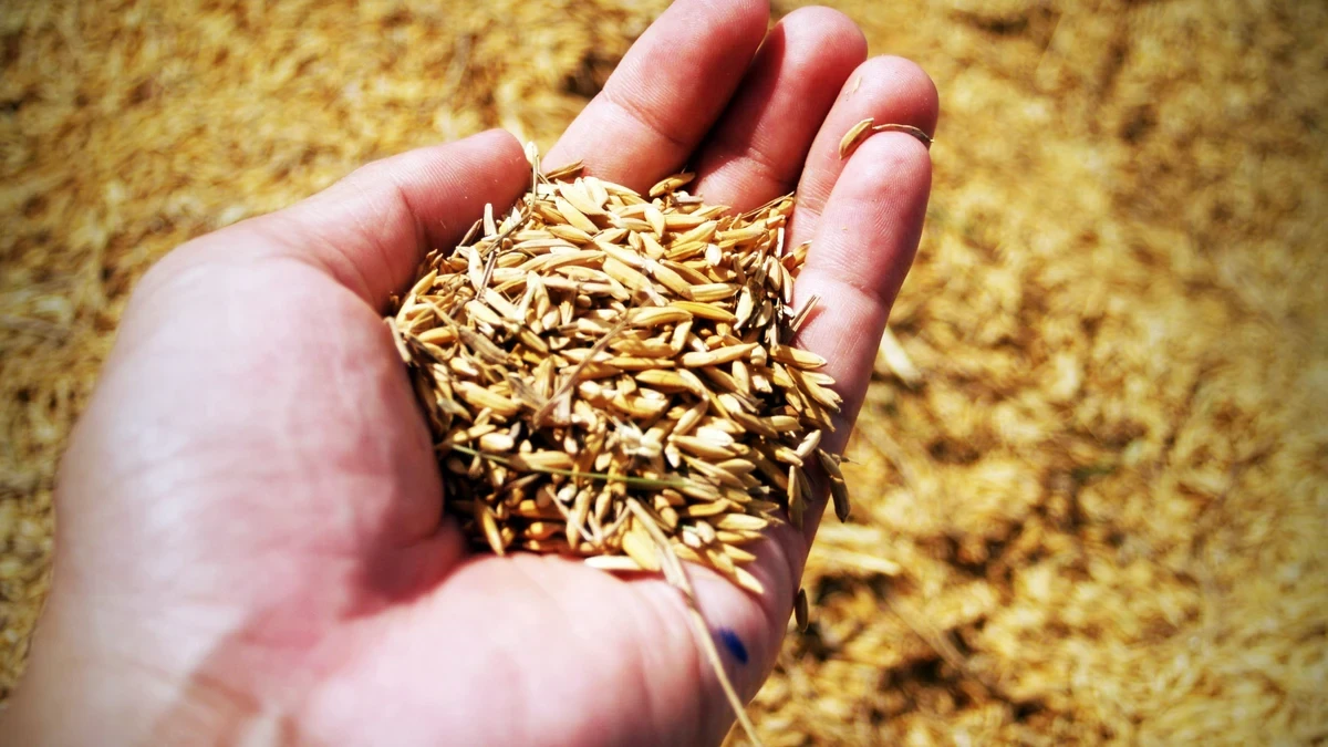 El uso alternativo del arroz: la capa que lo recubre puede ser un biocombustible